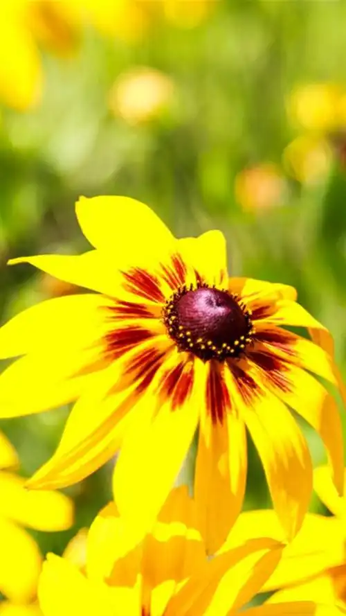 明亮活泼向阳花