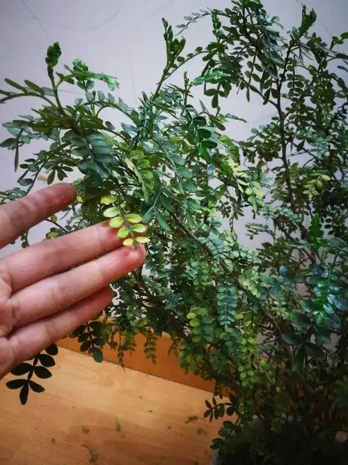 檀香木叶子发黄怎回事?