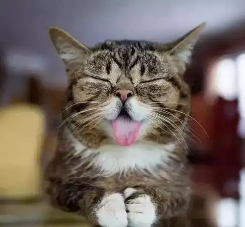 猫咪吐舌头才是最萌最可爱,瞬间被征服成为猫奴