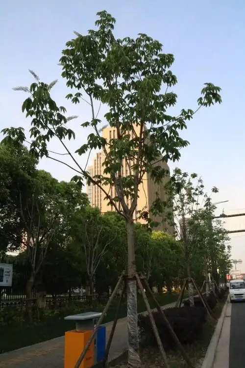 中国四大行道树(中国四大行道树?