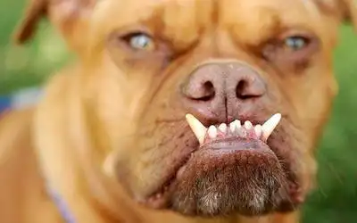 "世界最丑犬"加州出炉 杂交拳师犬凭龅牙夺冠