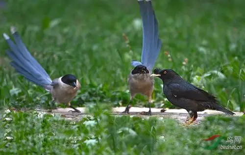 喜鹊和八哥