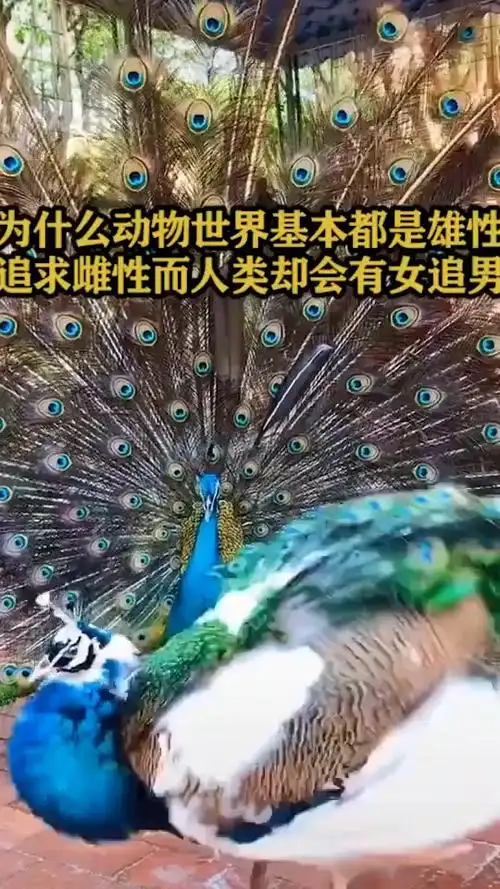 为什么动物世界基本都是雄性追求雌性,而人类却会女追男?