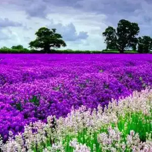 绽放的薰衣草头像