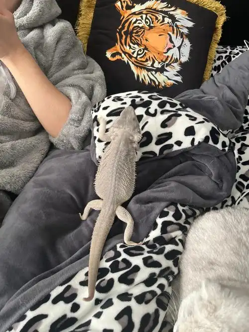 有一天给挂了#我的北漂生活  #我有一个小问题  #鬃狮蜥  #鬃狮蜥饲养