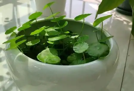 铜钱草水培方法步骤