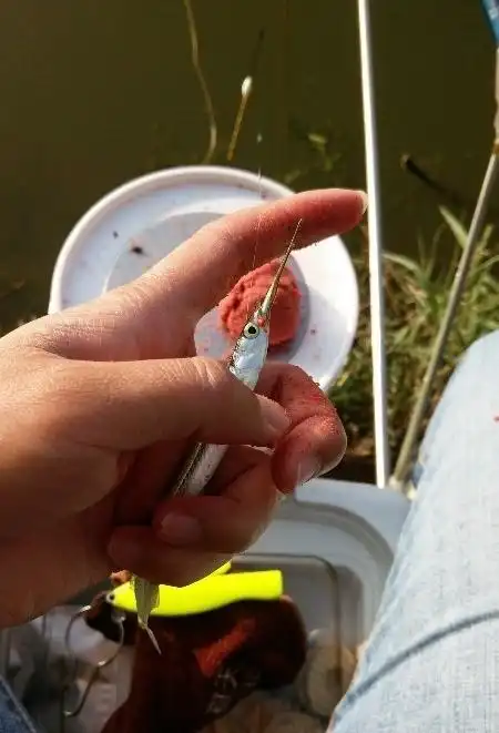 鱵科    hemiramphidae    下鱵鱼属    hyporhamphus   鱼类(具体哪