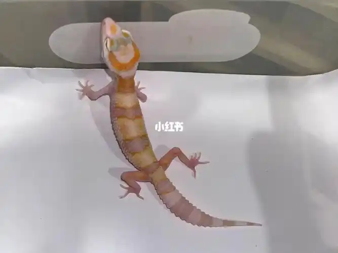 白黄川普白化豹纹守宫