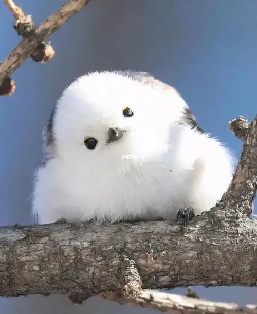 北海道小精灵超级可爱的一种小鸟