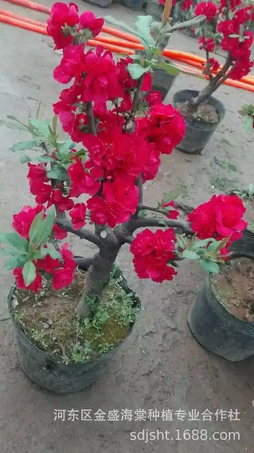 红千鸟海棠花期长,木瓜海棠品种