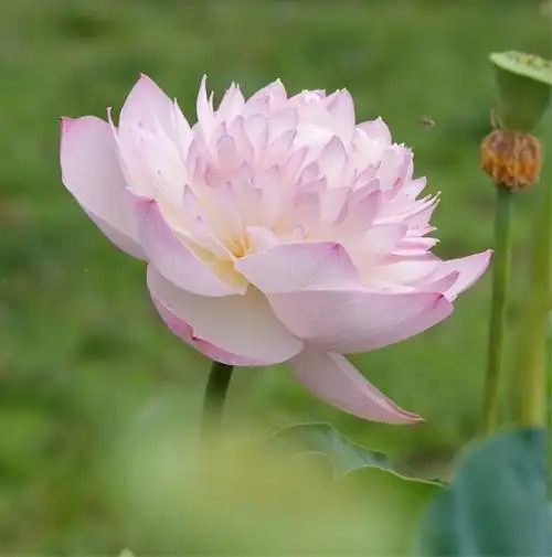 莲花池公园荷花大池满满,小盆盈盈;盛开正艳,拍不尽她的千姿百态;婀娜
