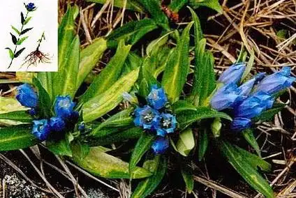 龙胆草的功效与作用及食用方法 - 中药易