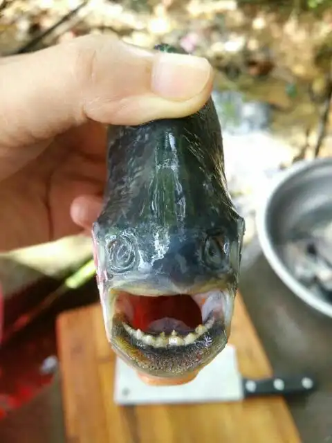 这种鱼是什么鱼?怎么还有牙齿?