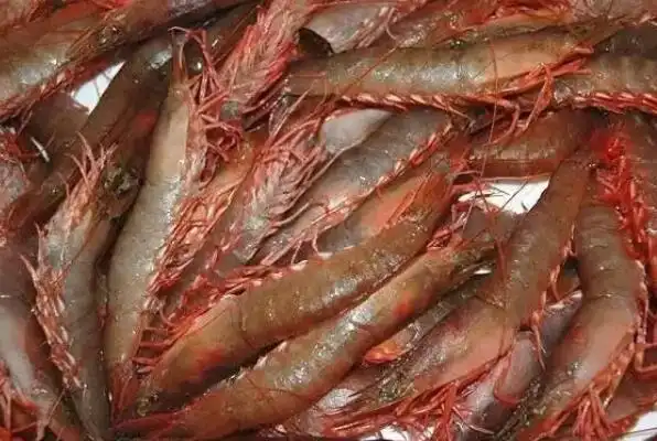 最常见的十种食用虾品种罗氏沼虾上榜第一在海鲜市场最常见3