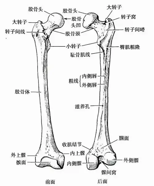 7个动作自测"股骨头"损耗,大腿根隐隐作痛的人要当心了