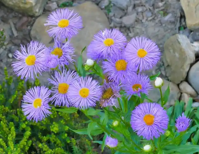 各种各样的菊花图片(各种各样的菊花图片怎样画)