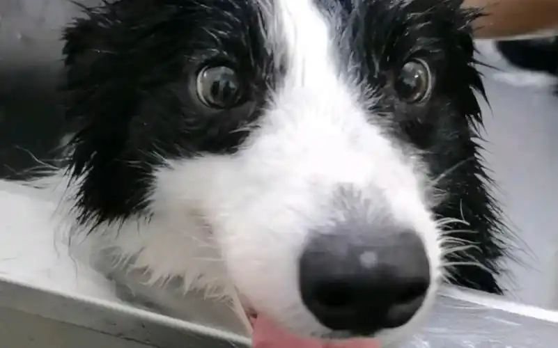 斗鸡眼的傻边牧