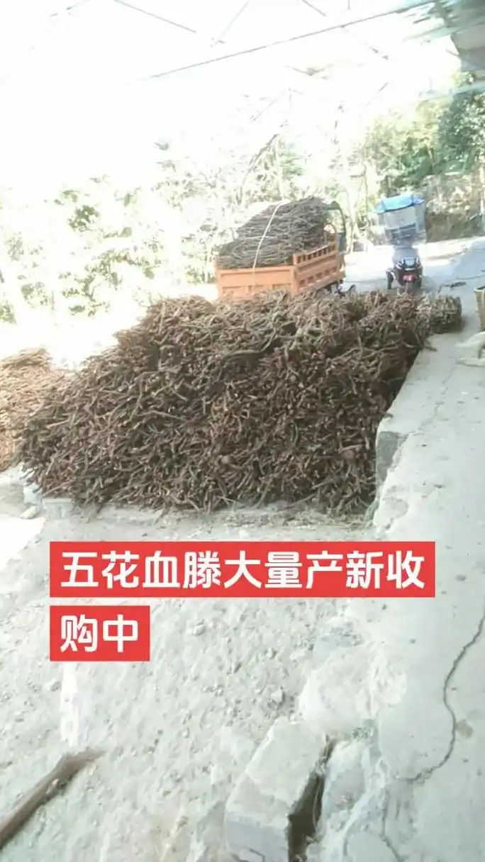 药材收购 #野生药材 大血藤 - 抖音
