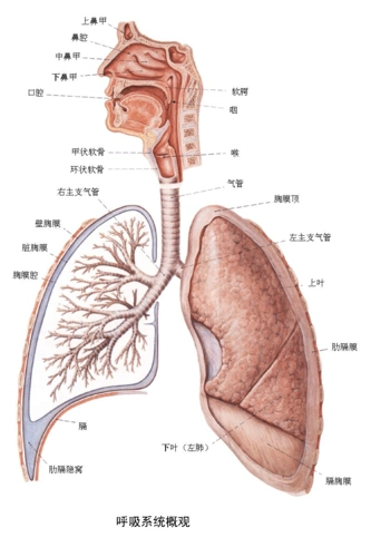 系统解剖学图谱--内脏系统2