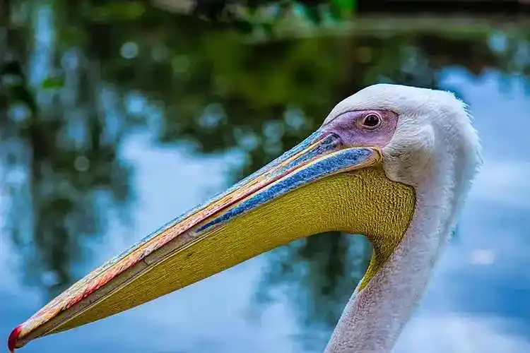 世上嘴巴最大的鸟-鹈鹕,不仅嘴大,而且嘴贱_鸟类_动物园_自然