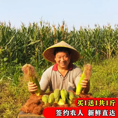 小土哥玉米须孕妇农家纯干玉米须茶天然棒子胡须新鲜无杂质无硫熏