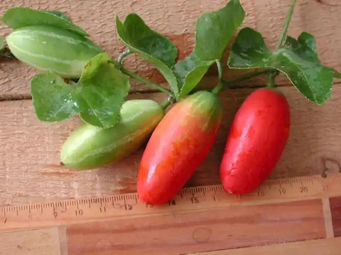 由里到外看红瓜(3)-结案报告