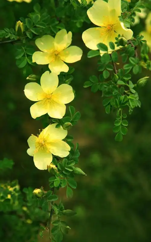 唯美护眼植物花卉图片手机壁纸