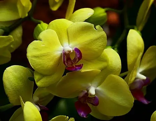 二月春晓植物园(温室热带植物展各种植物花卉琳琅满目竟相盛开) - 美