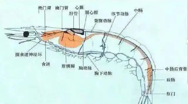 如何有效呵护肝脏?养虾人你懂吗?