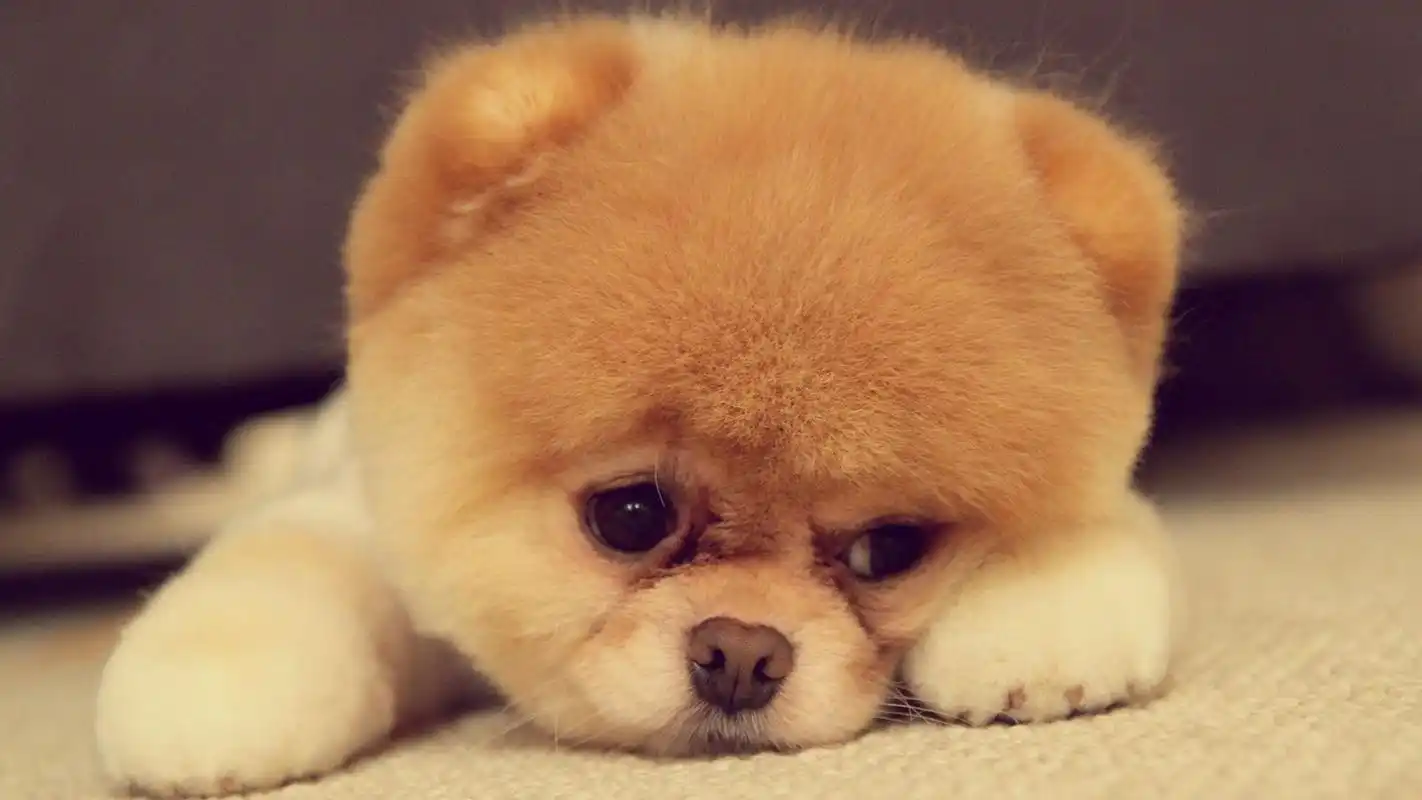 萌宠大乐斗发呆的狗狗壁纸下载