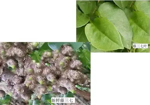 对比土三七和一般三七哪种效果更好