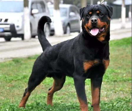 黑色四眼狗是什么品种带图