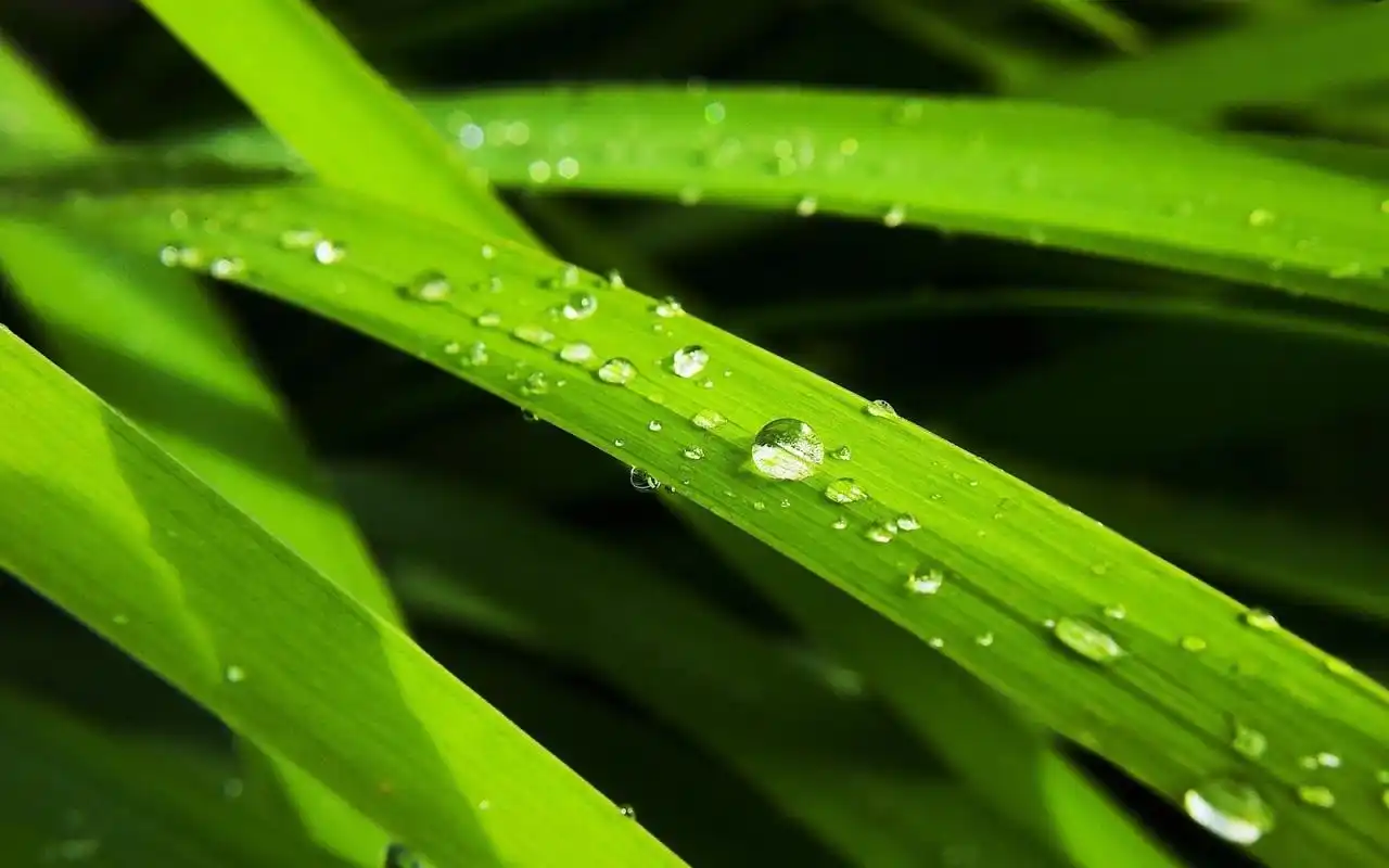 绿色护眼露珠高清图片桌面壁纸