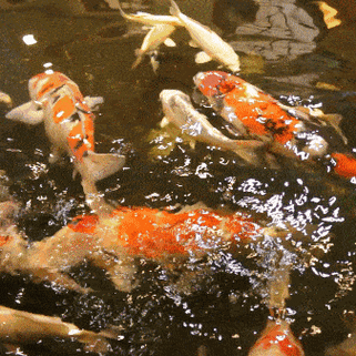 338_338gif 动态图 动图