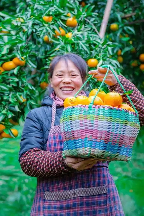 在乡村的 秋天,你肯定见过 农民们各种各样的丰收笑脸 但对种柑桔的