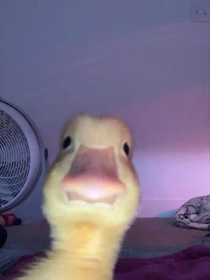 鸭子 表情包 头像 可爱 定时分享 无意搜索到的可爱鸭鸭!好呆萌!