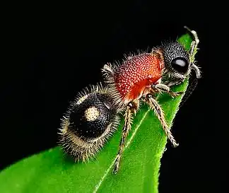 翅膀的黑犀牛蚂蚁近照117119黑色花园蚂蚁物种黑尼日尔黑色花园蚂蚁