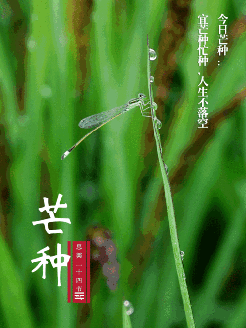 640_852竖版 竖屏gif 动态图 动图