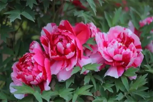 世界最美的十大名花昙花上榜富丽堂皇的牡丹你喜欢吗