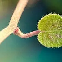 最简单一片叶子的头像_微信头像图片大全