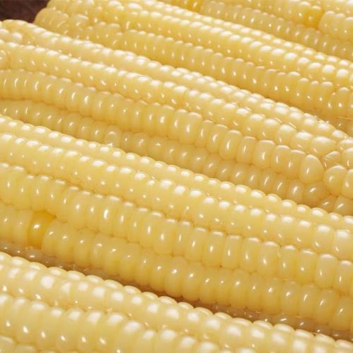 10棒东北糯玉米新鲜黏玉米白糯玉米棒软糯香甜黏苞米棒粘玉米大棒6根