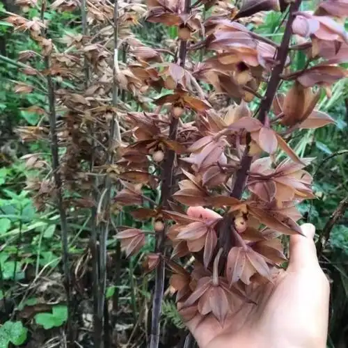 无叶兰花 无叶美冠兰 稀有兰花 珍品兰花--爱鉴花 智能清新生活