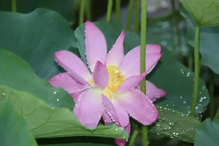 美篇雨后荷花,不染一丝尘埃,显得更加清新脱俗,粉红的花瓣上挂了水珠