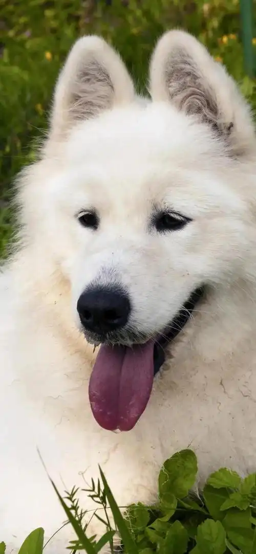 狗狗图片大全大图,茶杯犬图片(茶杯犬图片)