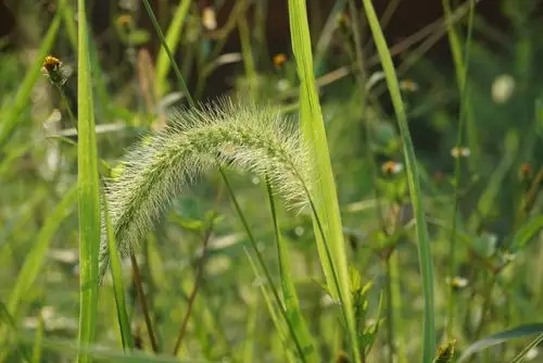 颖果灰白色.花果期5-10月.