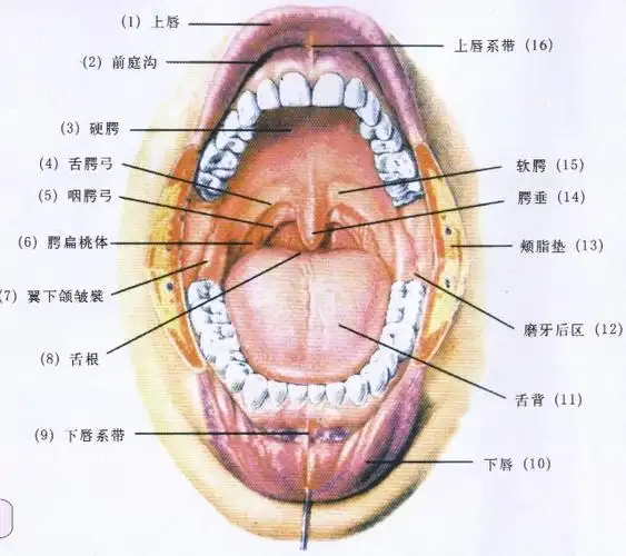 口腔结构解剖图