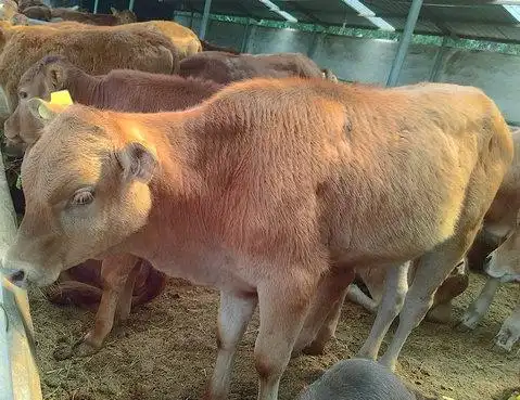 黄白花母牛犊多少钱条/西门塔儿价格