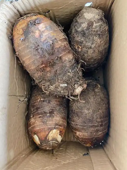 拼夕夕买的荔浦芋头芋泥控康康我啊