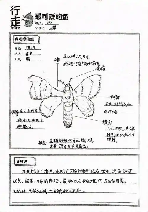养蚕,亮灯,生态瓶,太阳系模型……小伢儿"科创 "大赛好精彩