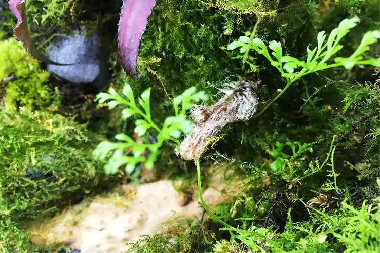 南美角蛙生态造景